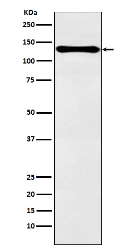 Western blot analysis of PER2 expression in HeLa cell lysate