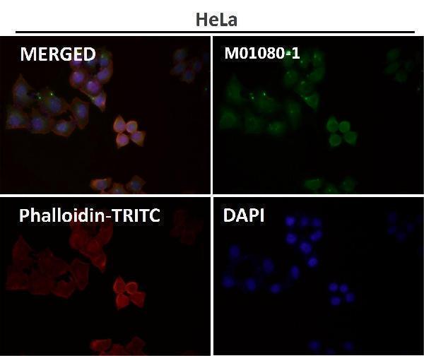 Immunofluorescent analysis using the Antibody at 1:50 dilution