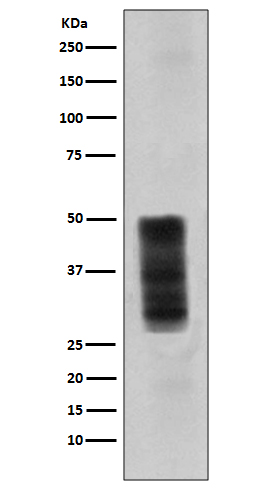 Western blot analysis of CD63 expression in A375 cell lysate