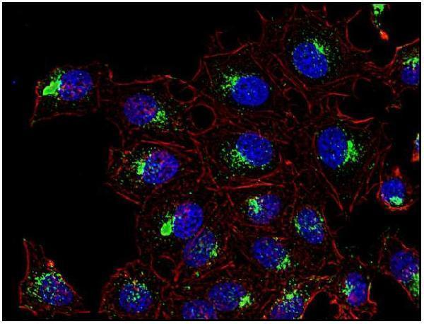 m01080 2 hu cd63 primary antibodies icc testing 2