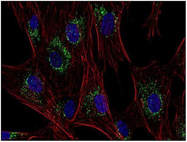 m01080 2 hu cd63 primary antibodies icc testing 3