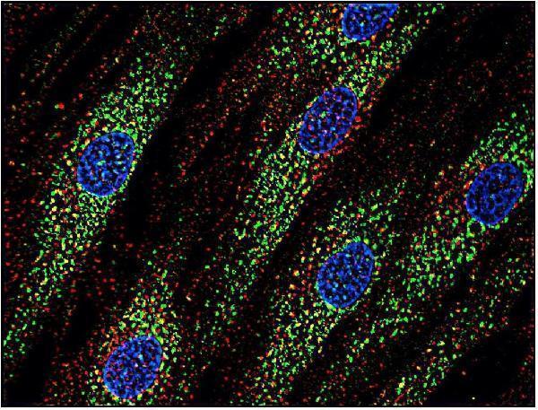 m01080 2 hu cd63 primary antibodies icc testing 4