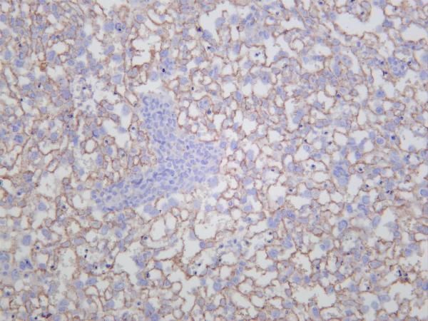 Mouse placenta was stained with anti-CD63 rabbit antibody