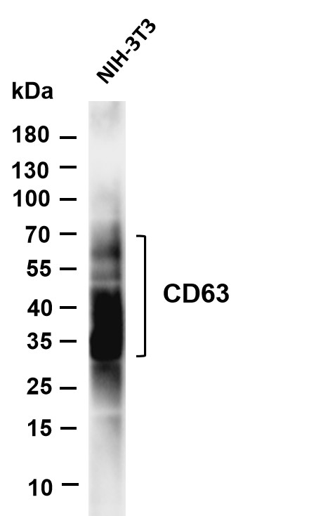 Various whole cell lysates were separated by 4-20% SDS-PAGE, and the membrane was blotted with anti-CD63 antibody