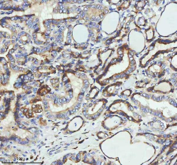 m01081 par2 primary antibodies ihc testing 11
