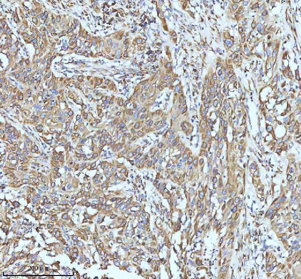 m01081 par2 primary antibodies ihc testing 12