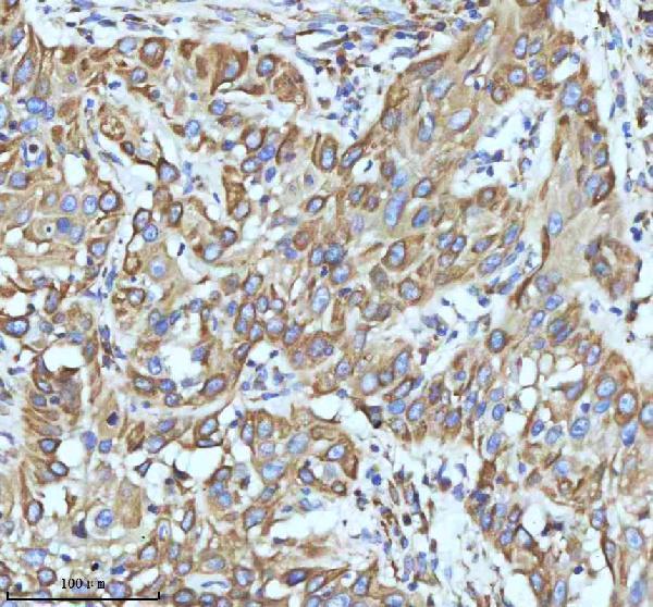 m01081 par2 primary antibodies ihc testing 13