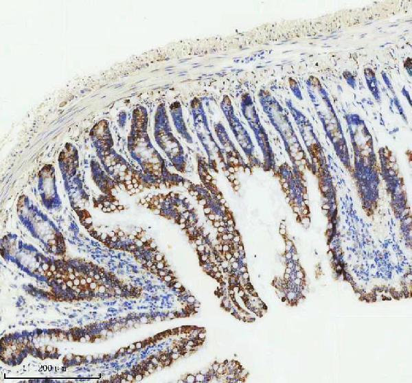 m01081 par2 primary antibodies ihc testing 16