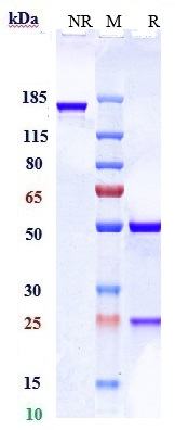 Anti-RHD/CD240d Reference Antibody (LFB Anti-RhD) on SDS-PAGE under reducing (R) condition