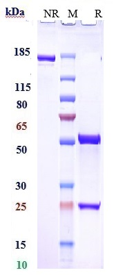 Anti-RHD/CD240d Reference Antibody (roledumab) on SDS-PAGE under reducing (R) condition