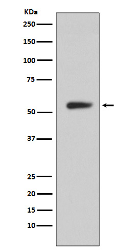 m01083 1 wb