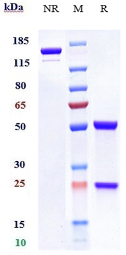 m01083 3 sds page
