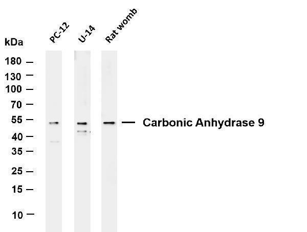 m01083 5 ca9 primary antibodies wb testing 1