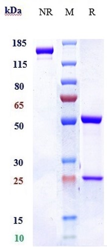 Anti-IL-5 Reference Antibody (mepolizumab) on SDS-PAGE under reducing (R) condition