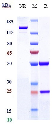 Anti-IL-5 Reference Antibody (Abgenix anti-IL-5) on SDS-PAGE under reducing (R) condition