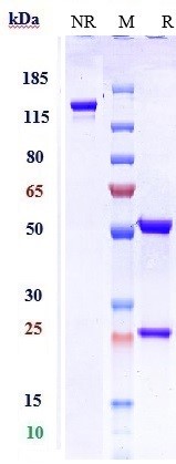 Anti-IL-5 Reference Antibody (depemokimab) on SDS-PAGE under reducing (R) condition