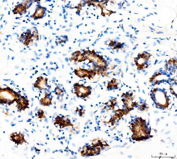 m01087 1 stat5a primary antibodies ihc testing 2