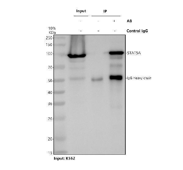 m01087 1 stat5a primary antibodies ip testing 1