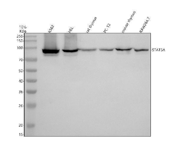 m01087 1 stat5a primary antibodies wb testing 1