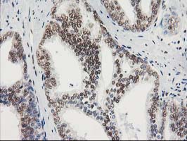 m01087 2 anti stat5a mouse monoclonal antibody clone id oti9f7 ihc testing 6