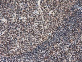 m01087 2 anti stat5a mouse monoclonal antibody clone id oti9f7 ihc testing 8