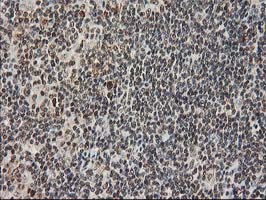 m01087 2 anti stat5a mouse monoclonal antibody clone id oti9f7 ihc testing 9