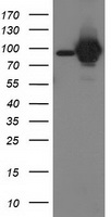 m01087 2 anti stat5a mouse monoclonal antibody clone id oti9f7 wb testing 1