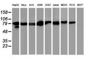 m01087 2 anti stat5a mouse monoclonal antibody clone id oti9f7 wb testing 3
