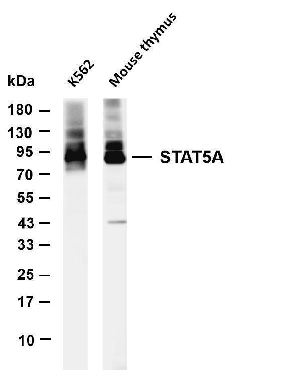 m01087 4 stat5a primary antibodies wb testing 1