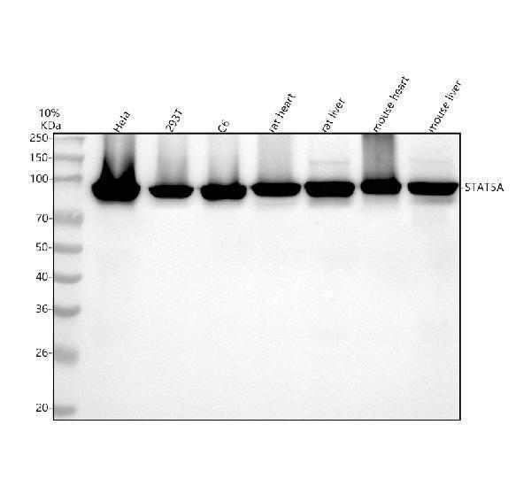m01087 stat5a primary antibodies wb testing 1