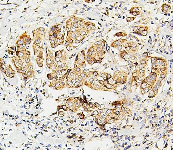 m01090 2 sdhb primary antibodies ihc testing 3