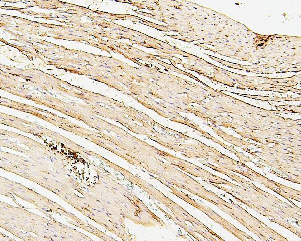 m01090 2 sdhb primary antibodies ihc testing 5