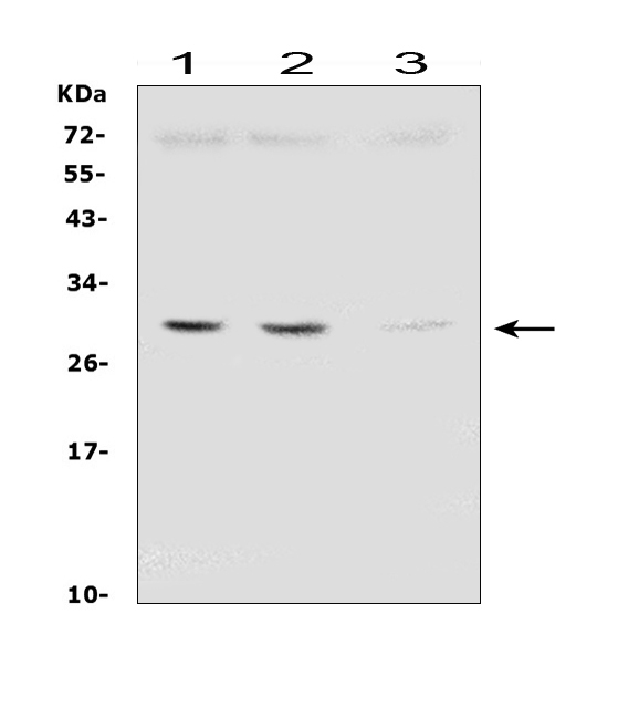 m01090 2 sdhb primary antibodies wb testing 1