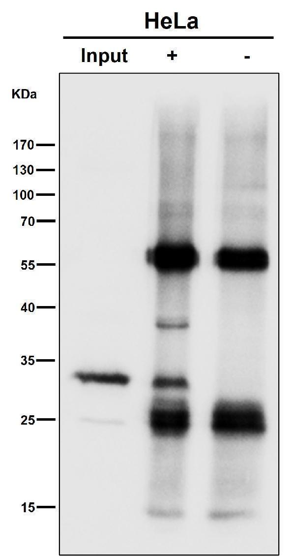 Immunoprecipitate (IP) analysis using the Antibody at 1:50 dilution