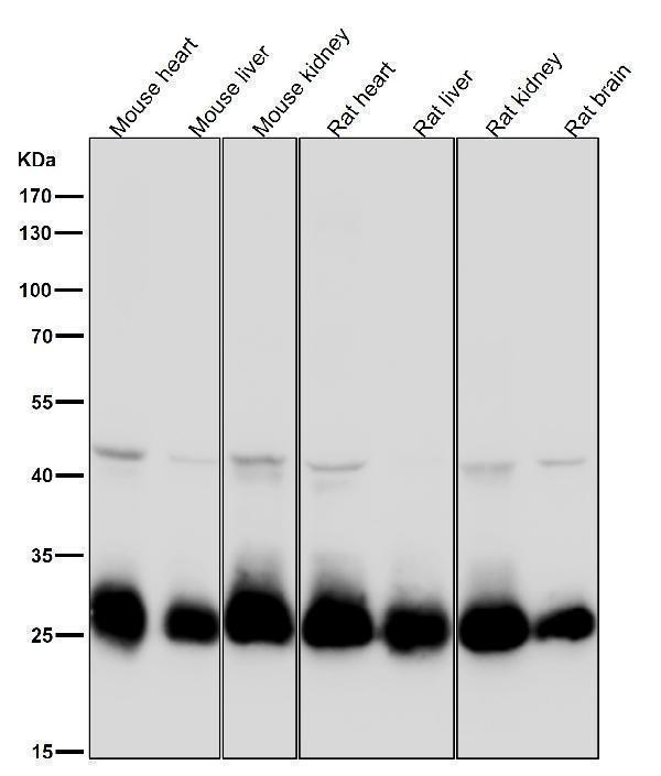 All lanes use the Antibody at 1:3W dilution for 1 hour at room temperature