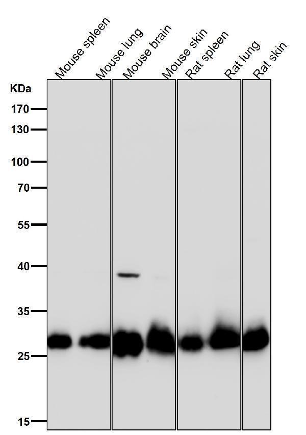 All lanes use the Antibody at 1:3W dilution for 1 hour at room temperature