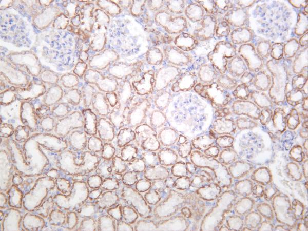 Rat kidney was stained with anti-SDHB rabbit antibody
