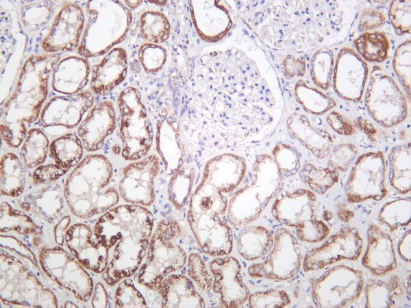 Human kidney was stained with anti-SDHB rabbit antibody