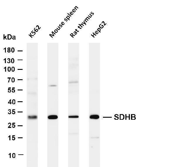 m01090 5 sdhb primary antibodies wb testing 1