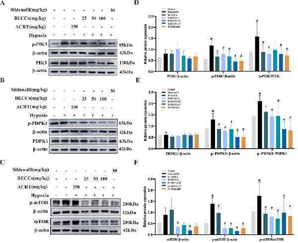 BECCs regulate PI3K, PDPK1, and mTOR protein levels in HAPH rats