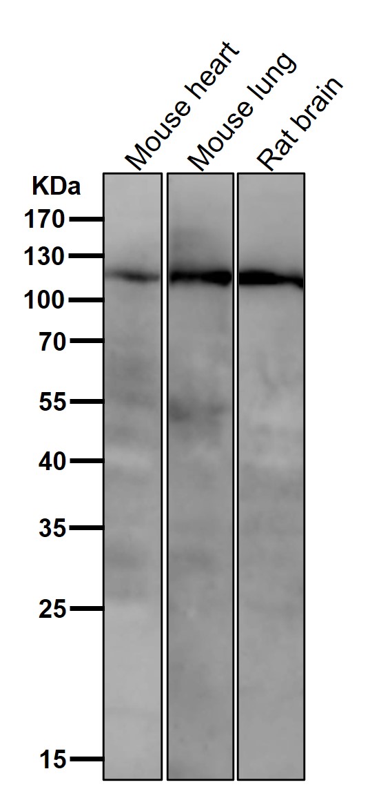 All lanes use the Antibody at 1:3K dilution for 1 hour at room temperature