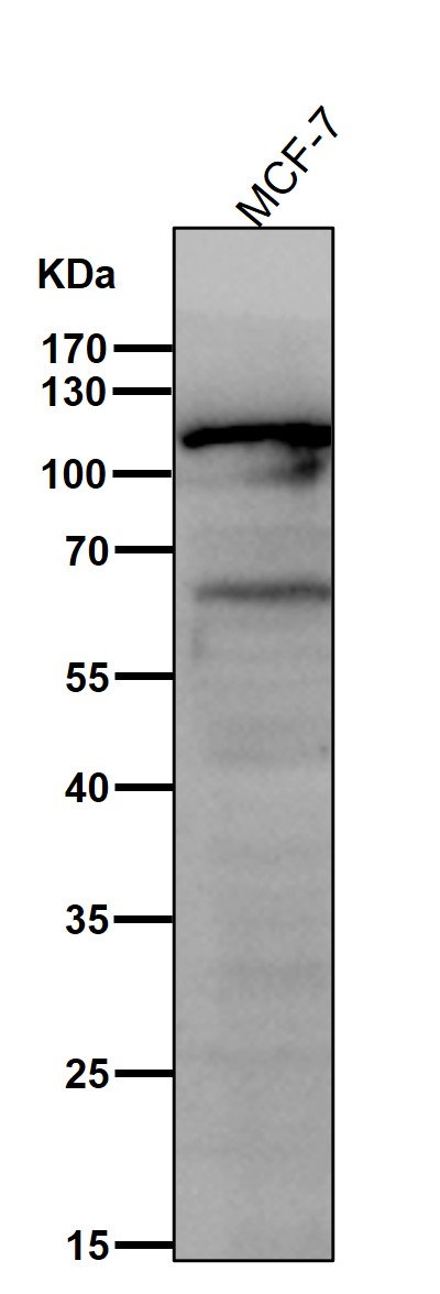 m01091 1 wb8