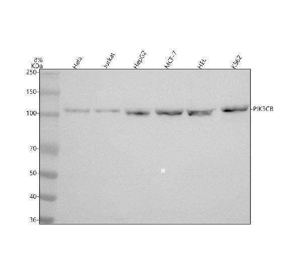  Western blot analysis of PIK3CB using anti-PIK3CB antibody (M01091)