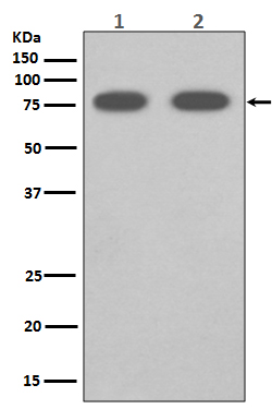 m01093 wb