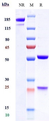 Anti-TSLP Reference Antibody (tezepelumab) on SDS-PAGE under reducing (R) condition