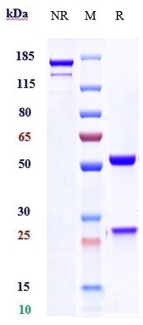 Anti-IL-23 Reference Antibody (guselkumab) on SDS-PAGE under reducing (R) condition