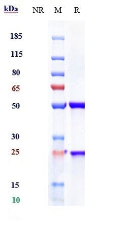 Anti-IL-23a Reference Antibody (risankizumab) on SDS-PAGE under reducing (R) condition