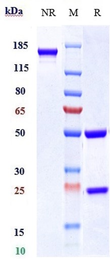 Anti-IL-23a Reference Antibody (tildrakizumab) on SDS-PAGE under reducing (R) condition