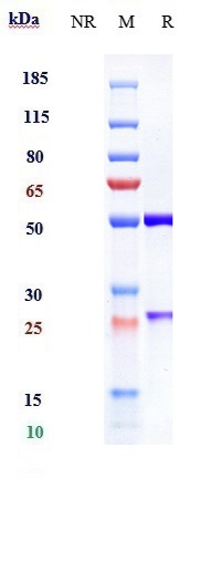 Anti-IL-23 Reference Antibody (brazikumab) on SDS-PAGE under reducing (R) condition