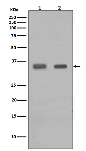Western blot analysis of CEBP Beta in (1) PC-12 cell lysate; (2) Human spleen lysate